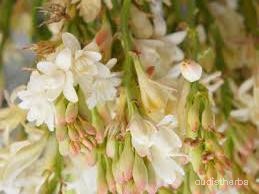 augmented_Polianthes tuberosa flower4_flipped_ud.jpeg
